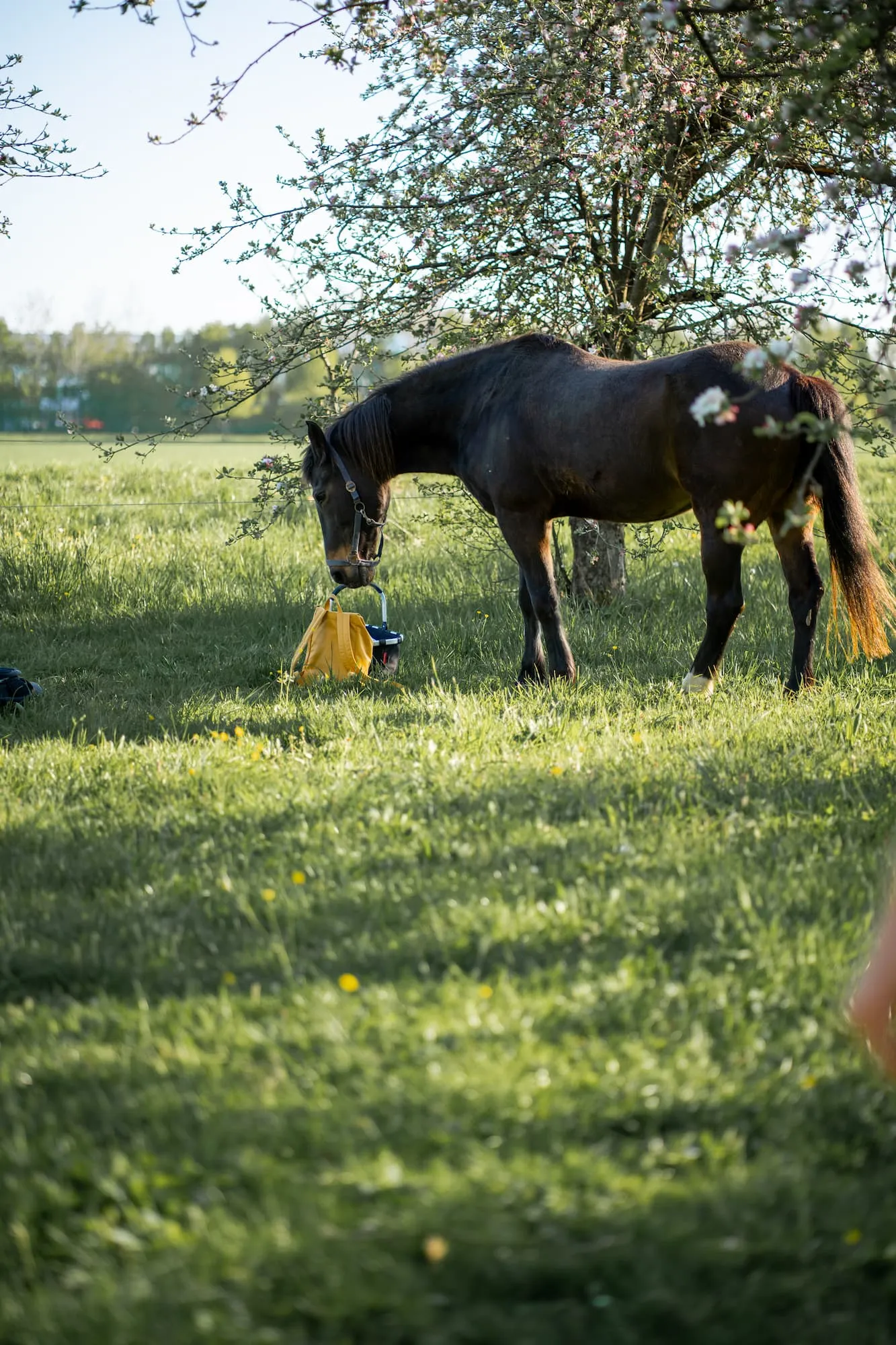 Kirschblüten Shooting 4